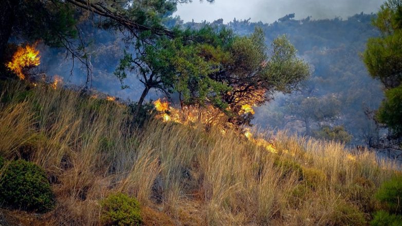 Άρτα: Φωτιά σε ελαιώνες στη Βλαχέρνα